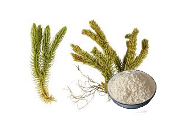 Huperzia Serrata Extract