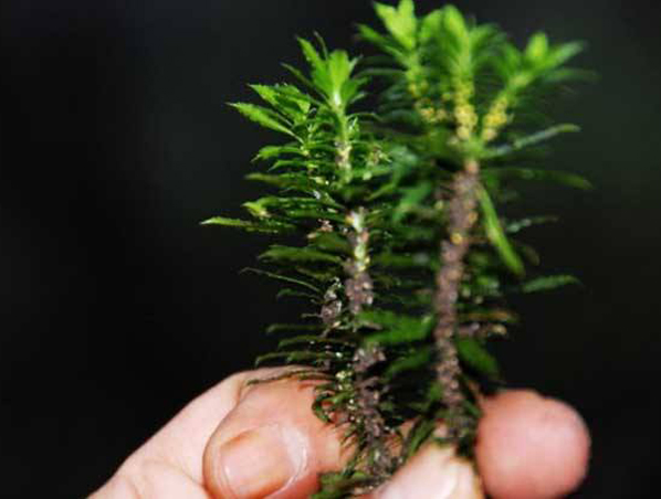 Huperzia Serrata Extract