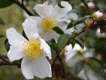 Camellia Seed Extract
