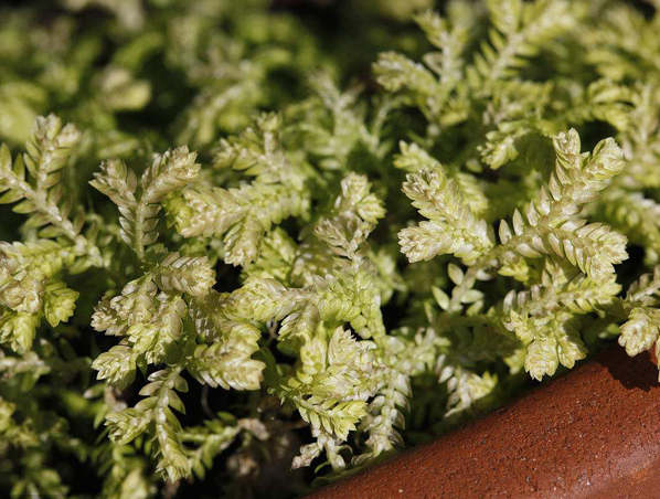 Huperzia Serrata Extract