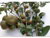 Camellia Seed Extract