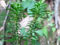 Huperzia Serrata Extract