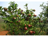 Camellia Seed Extract