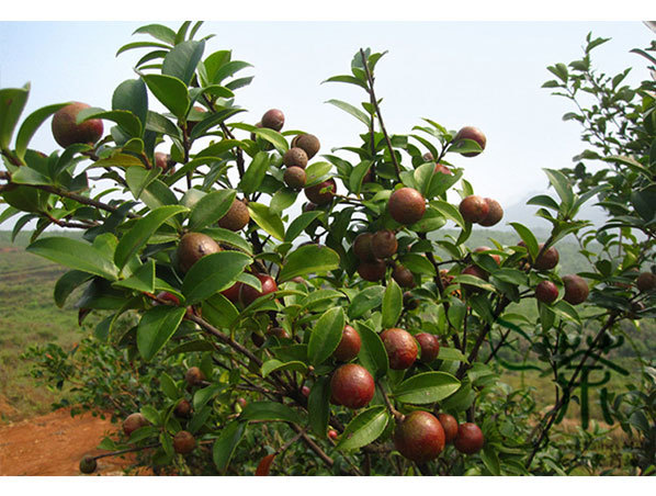 Camellia Seed Extract