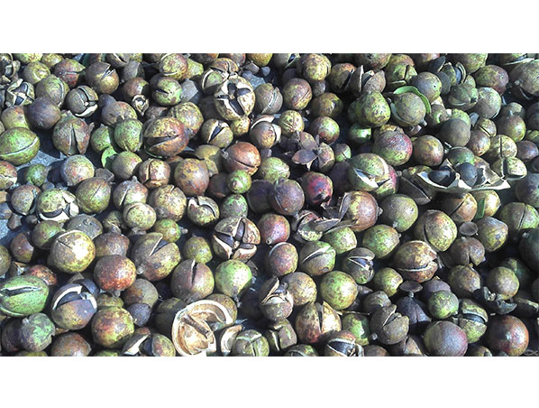 Camellia Seed Extract