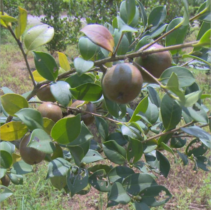 CO-1