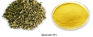 Quercetin/Sophora Japonica Flower Extract